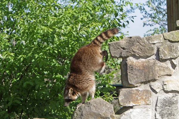 アライグマ 捕食動物哺乳動物 — ストック写真