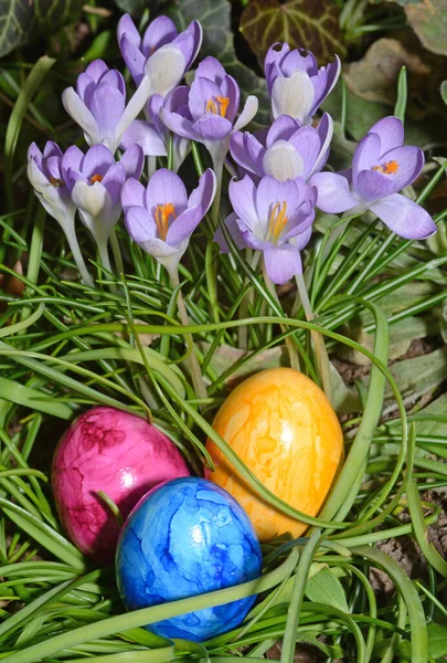Huevos Pascua Huevo Pascua Huevo Pascua Pascua Crocus Crocus Tradición —  Fotos de Stock