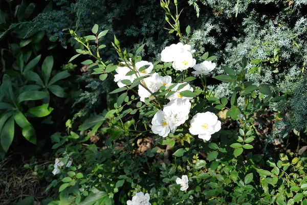 Pétales Fleurs Été Flore — Photo