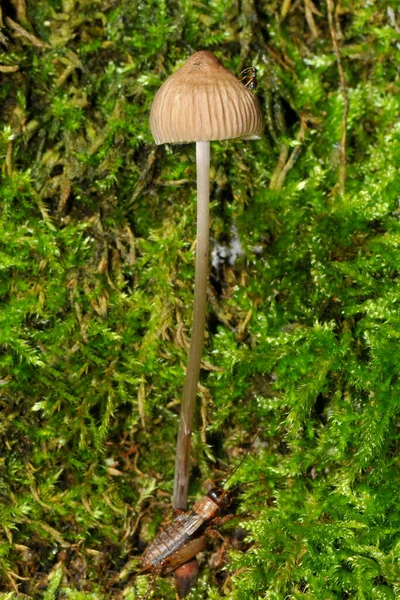 Champignons Dans Forêt — Photo