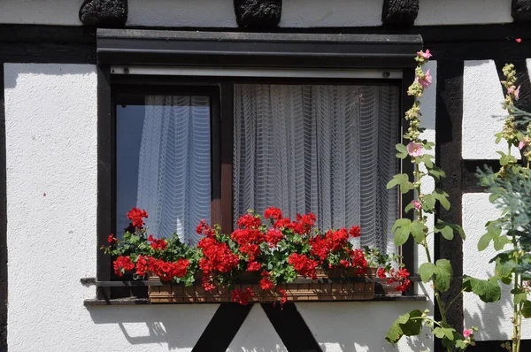 Verschiedene Blüten Selektiver Fokus — Stockfoto