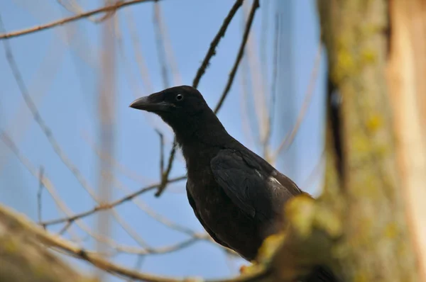 Negreous Crow Tree — Stock Photo, Image