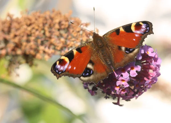 Pfauenauge Schmetterling Flora Und Insekt — Stockfoto