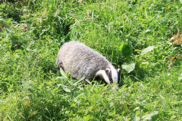 Een Wasbeer Het Gras — Stockfoto