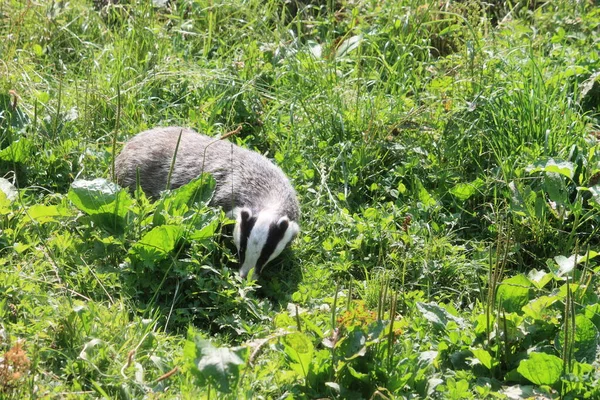 Een Wasbeer Het Gras — Stockfoto