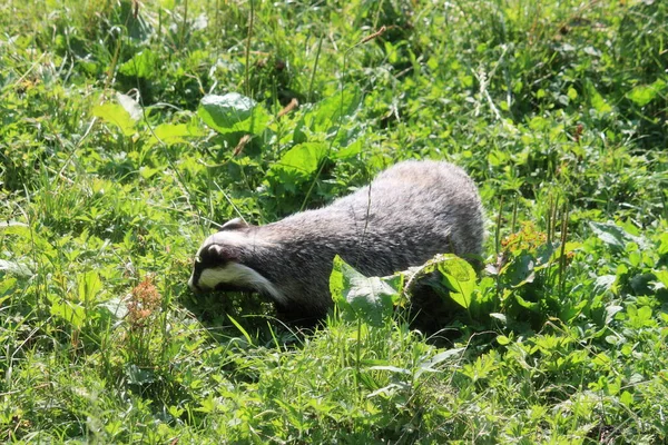 Raccoon Grass — Stock Photo, Image