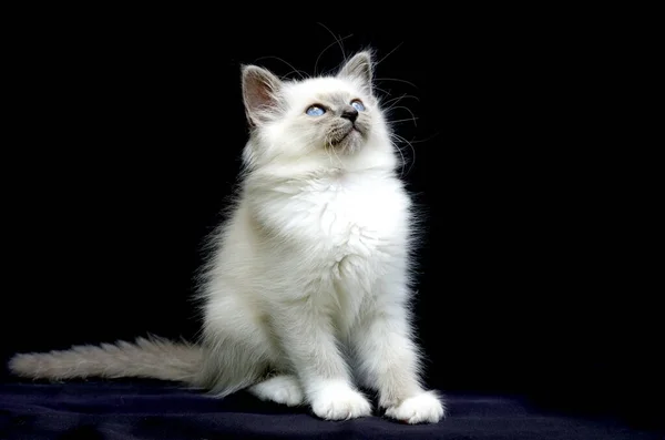 Krásné Bílé Kotě Izolované Černém Pozadí — Stock fotografie