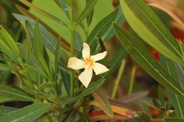 Different Flowers Selective Focus — Stock Photo, Image