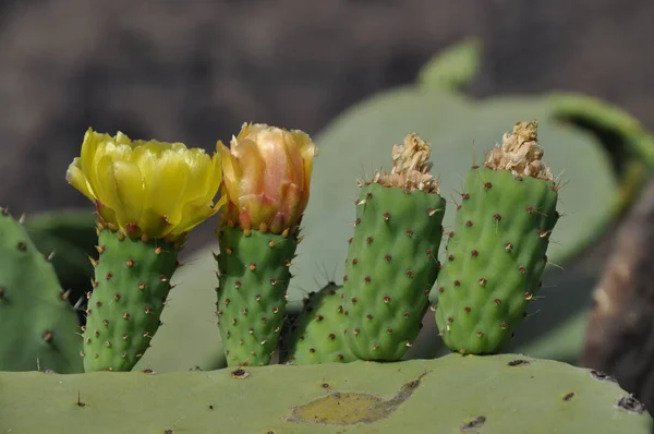 Cactusplant Stekelige Cactusflora — Stockfoto