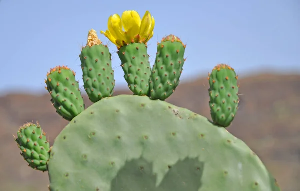 Kaktusväxt Taggig Kaktusflora — Stockfoto