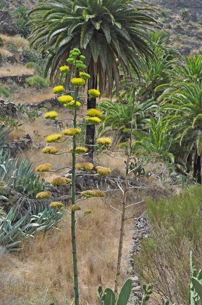 Agave Kwiat Agawa Kwiat Kwiat Roślina Morze Śródziemne Naturalne Agawa — Zdjęcie stockowe