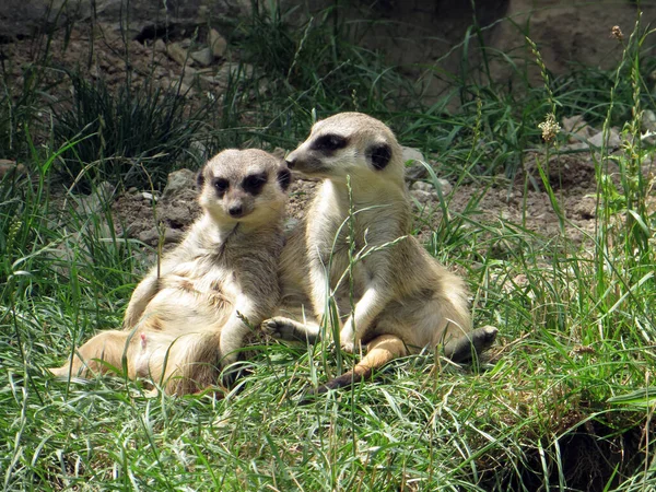 Meerkat Animal Suricate Petite Mangouste — Photo