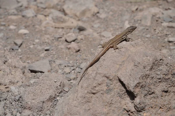 Canary Lizard Lizard Lizard Gallotia Animal Creep Teneriffa Masca Gorge — стоковое фото