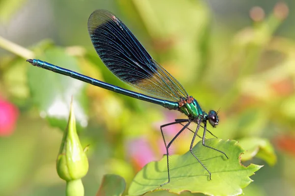 Odonata Libelleninsekt Flora Und Fauna — Stockfoto