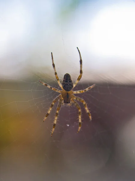 Spindel Nätet — Stockfoto