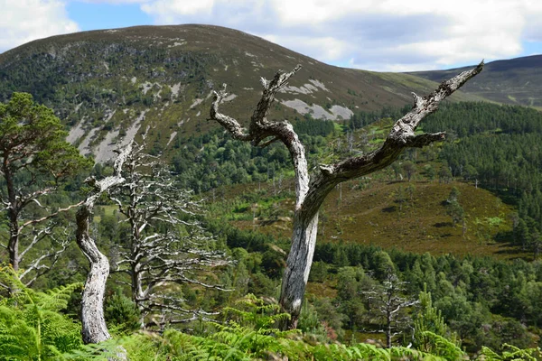 Mrtvý Strom Přírodní Flóra — Stock fotografie