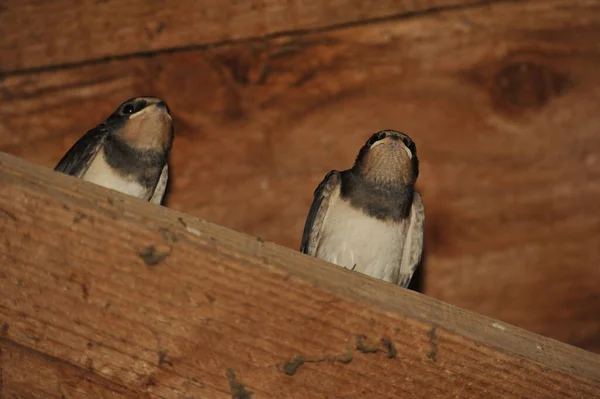 Steinhuder Meer Almanya Barn Swallow Hirundo Rustica — Stok fotoğraf