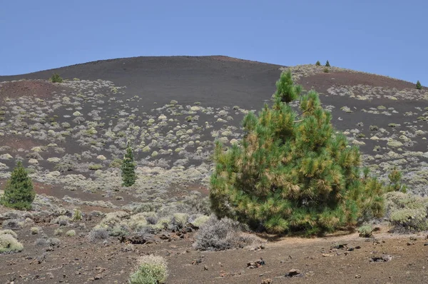 Montana Botija Teneriffa Vulkan Botija Vulkan Botija Vulkan Del Botija — Stockfoto