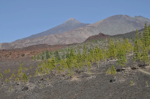 Pico Del Teide Tenerife Teide Pico Viejo Montaña Volcán Vulcanismo —  Fotos de Stock