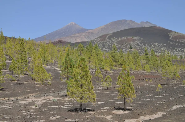 Pico Del Teide Tenerife Tiide Pico Viejo Berg Vulkaan Vulkanisme — Stockfoto