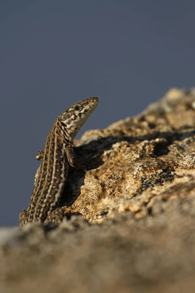 Primer Plano Lagarto Hábitat Concepto Salvajismo — Foto de Stock