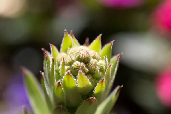 Cactus Con Espinas Jardín — Foto de Stock