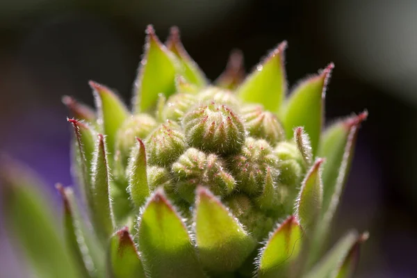 Närbild Kaktusen Trädgården — Stockfoto