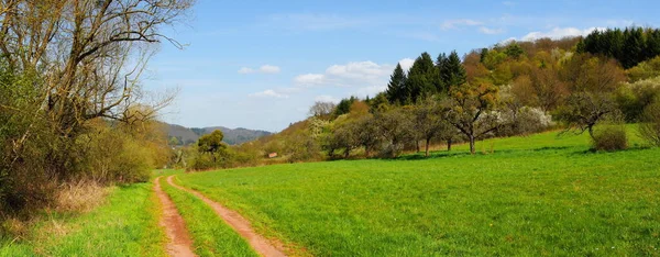 Arbustos Caminho Prado Floresta Primavera Panorama — Fotografia de Stock