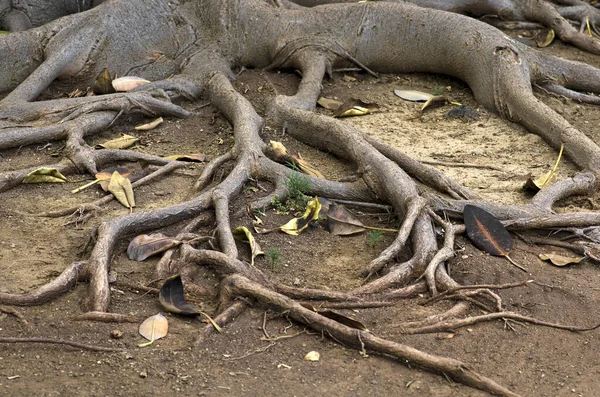Roots Tree Bark — Stock Photo, Image