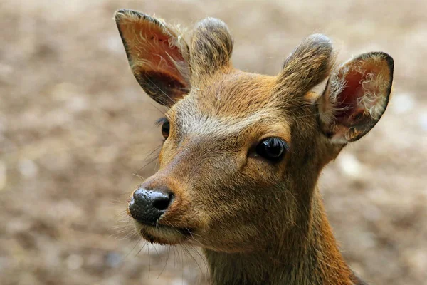 Veado Animal Fauna Natureza — Fotografia de Stock