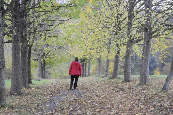 Avenida Otoño Árbol Árboles Wlad Lejos Naturaleza Paisaje Principios Otoño —  Fotos de Stock