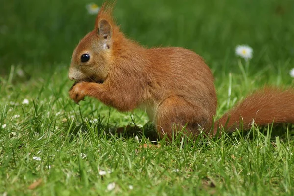 リス動物で面白いげっ歯類 — ストック写真