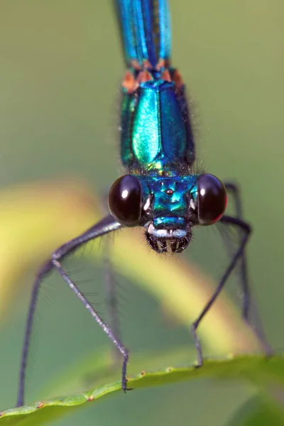 Odonata Libellen Insecten Flora Fauna — Stockfoto