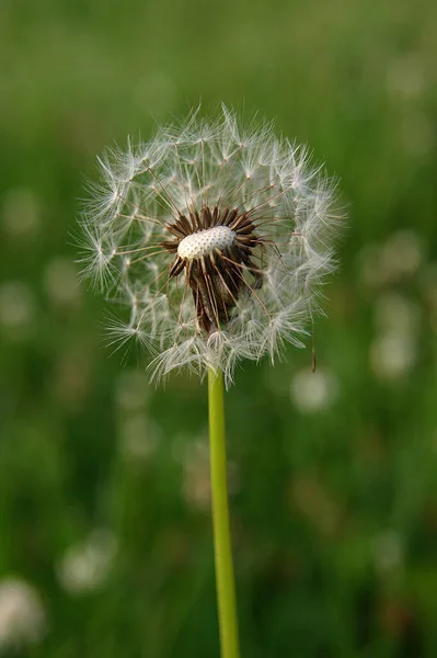 Malebný Pohled Přírodní Krajinu — Stock fotografie