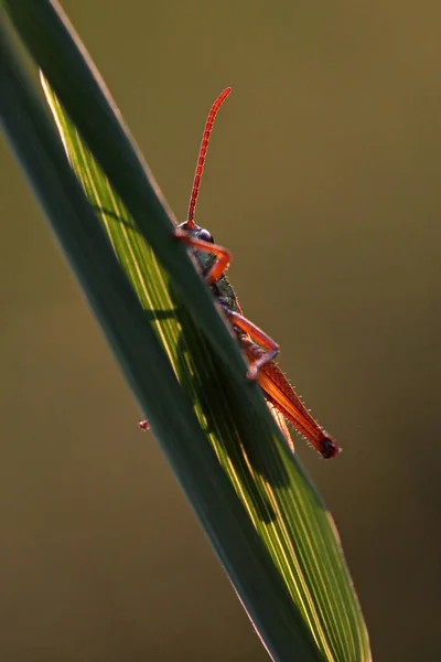 Close Macro View Van Sprinkhaan Insect — Stockfoto