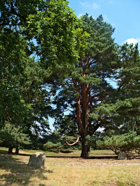 Árvore Parque — Fotografia de Stock