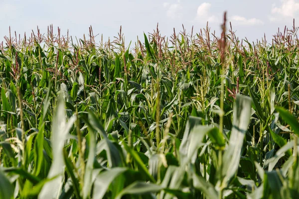Maisfelder Landwirtschaftliche Plantagen — Stockfoto