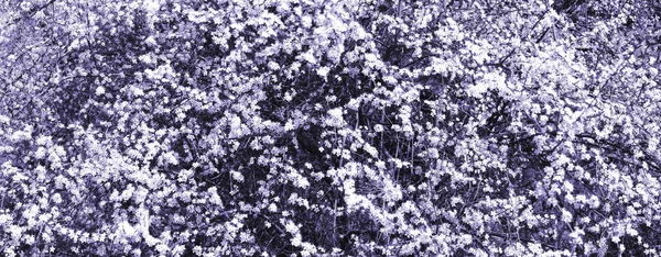 Weiß Blau Blühender Abfallender Strauch Frühling Panorama — Stockfoto