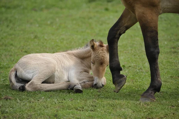 Cavalo Przewalski Com Potros — Fotografia de Stock