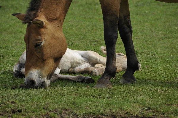 Przewalski Lova Csikókkal — Stock Fotó