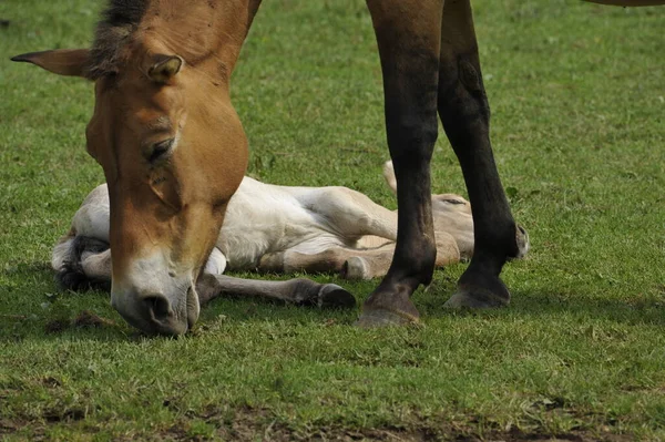 Przewalski Horse Foals — Stock Photo, Image