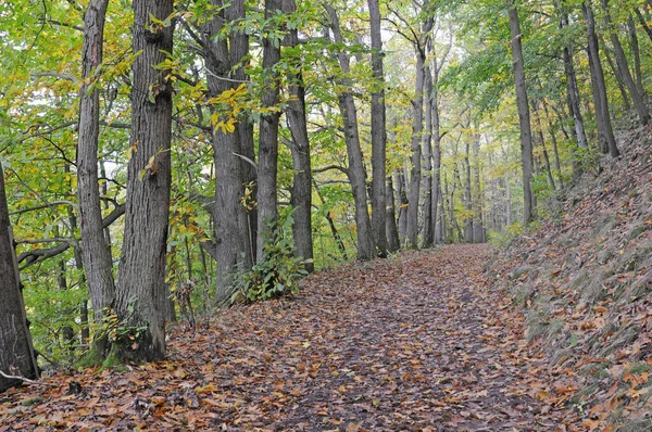 Uzak Orman Patikası Sonbahar Ormanı Sonbahar Ağaç Kayın Ağacı Kitap — Stok fotoğraf
