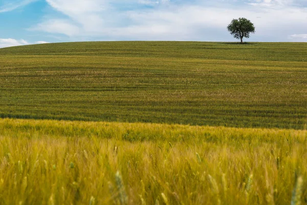 Toscane Landschap Crete Senesi Toscane — Stockfoto