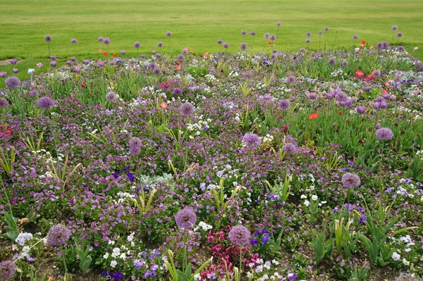 Campo Flores Plantas Primavera — Fotografia de Stock