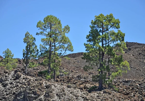 Canarische Pijnboom Tenerife Pijnboom Boom Kanarie Canarische Eilanden Lava Boom — Stockfoto