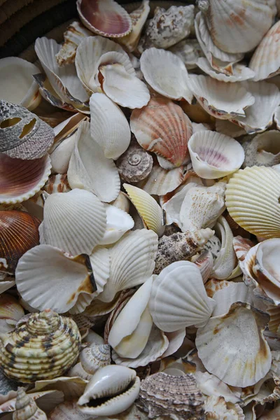 Conchas Conchas Marinas —  Fotos de Stock