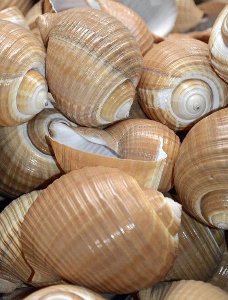 Sea Snails Sea Snail Snail Snail Snail House Snail Houses — Stock Photo, Image