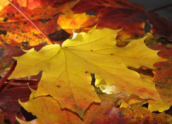 maple leaves,autumn,leaf,leaves,maple leaf,maple,foliage,autumn foliage,colorful,color,october,yellow,orange,red,brown,natural,season