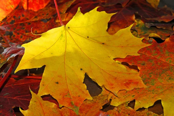 maple leaves,autumn,leaf,leaves,maple leaf,maple,foliage,autumn foliage,colorful,color,october,yellow,orange,red,brown,natural,season