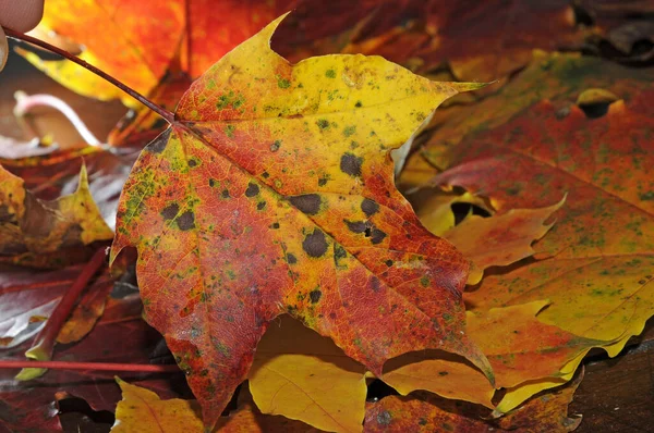 maple leaves,autumn,leaf,leaves,maple leaf,maple,foliage,autumn foliage,colorful,color,october,yellow,orange,red,brown,natural,season